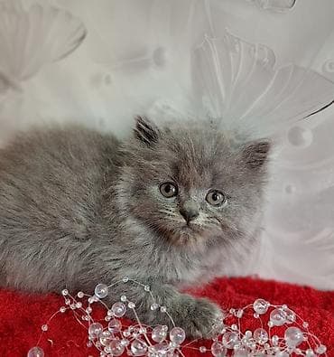 cat litter: Скотиш Страйт (Шотландская прямоухая), 2 месяца, Мальчик, Голубой, Приучена к лотку, Проглистована — 1