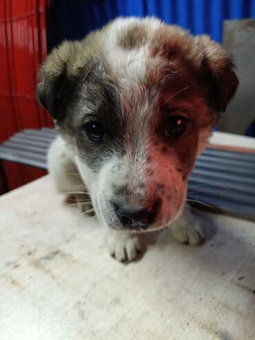 Зоотовары: Щенок,алабай Описание: - Возраст визуально — щенок, компактный — 2