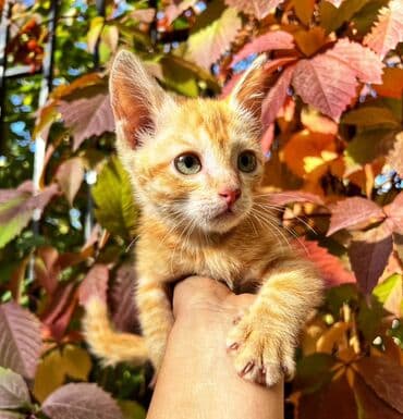 carters для мальчика: Кошка даром: Беспородная, 2 месяца, Мальчик, Приучена к лотку, Проглистована — 2