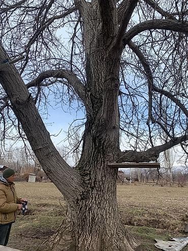 ковер купить: Сатылат! — 5