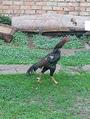 кунай минато: Продаю | Петух | Дакан | Для боев — 7