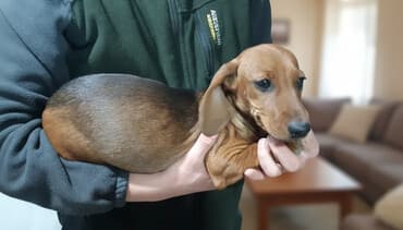 собака чихуахуа сколько стоит: Такса, 4 месяца, Самка, С прививкой — 2