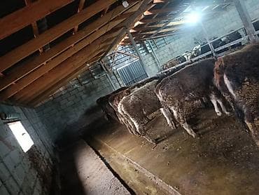 ош карова: Продаю | Бык (самец) | На откорм | Привязанные — 5