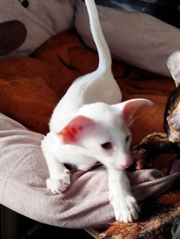 продажа породистых кошек: Ориентальная, 2 месяца, Девочка, Белый, Приучена к лотку, Проглистована, С документами — 2