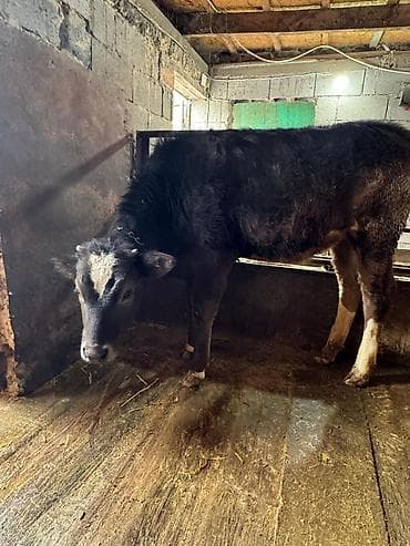 Зоотовары: Продаю | Тёлка | На откорм | Привязанные — 2