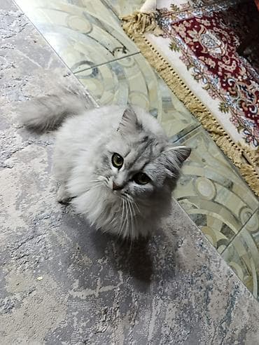 Продажа кошек: Пушистая домашняя кошка, длинношёрстная, серебристо‑дымчатого окраса — 1