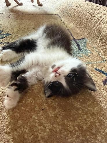 котёнки маленькие: Котята, домашние, игривые и ласковые. - Возраст: примерно 1–1,5 — 6