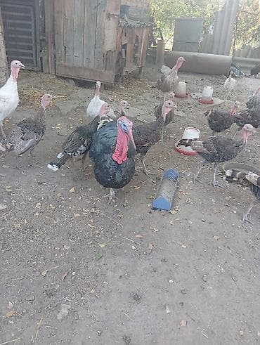 Продаю | Индюшка (самка) | Для разведения — 3
