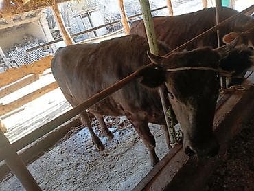 швиц уйлары: Продаю | Тёлка | Швицкая | На откорм | Привязанные — 8