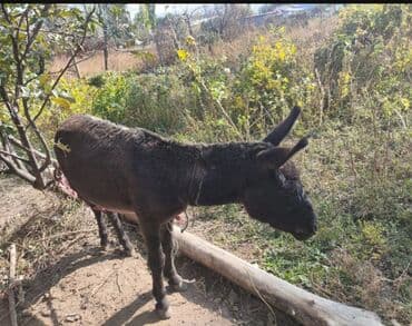 СРОЧНО!!! СРОЧНО!!! Осёл домашний, тёмно-графитовый окрас