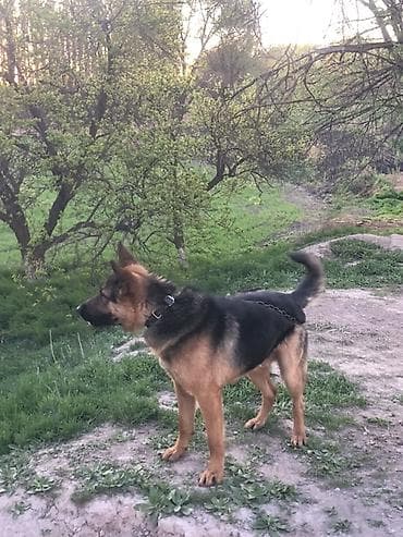 собаки для охраны: Немецкая овчарка, 2 года, Самец — 4