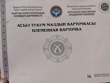 романовский овец: Продаю | Баран (самец) | Арашан | Для разведения | Племенные — 3