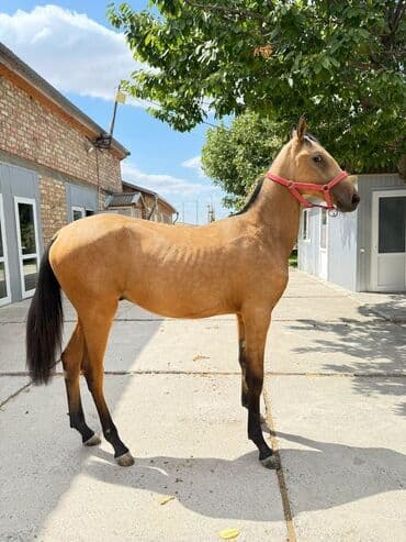 эр тоокум: Продаю | Жеребенок | Конный спорт | Племенные — 4