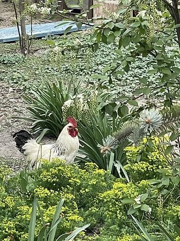 утки белые: Продаю | Петух | Для разведения — 2