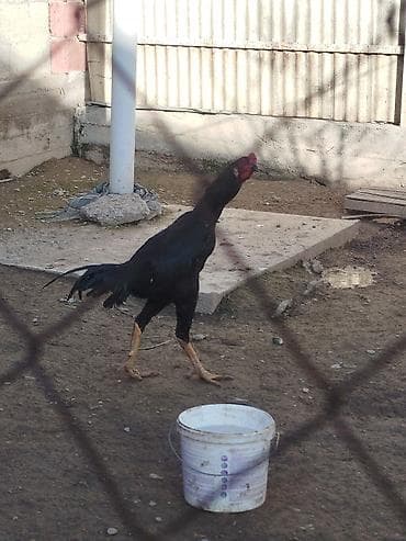 Электровелосипед, Б/у