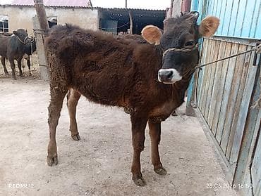 сементал уйлар: Продаю | Бык (самец) | На откорм | Привязанные — 7