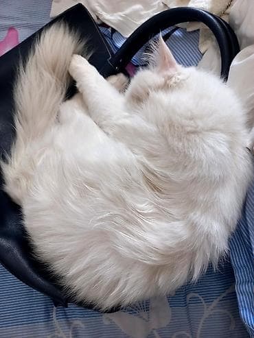1 мальчик 2 котенка оригинал: Ангорская, 1 год, Мальчик, Белый, Кастрирована — 9