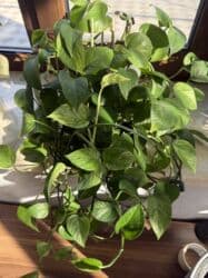 диффенбахия купить: Продаю в ассортименте цветы из личной коллекции. Все взрослые, мощная — 17