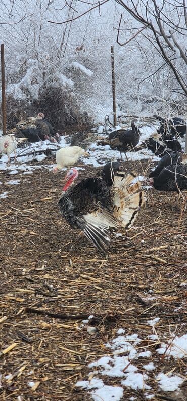 Айыл-чарба жаныбарлары: Сатам | Эркек күрп | Түндүк Кавказ | Көбөйтүү үчүн | Асыл тукумдуу — 7