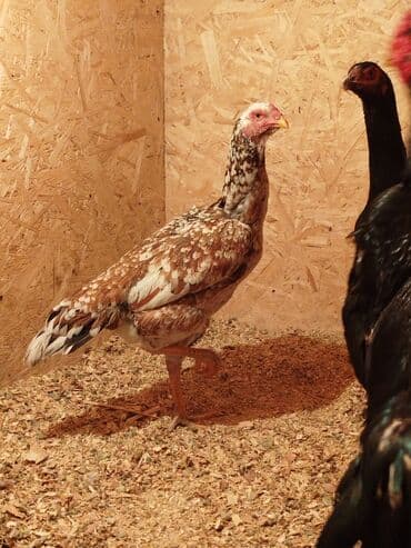 попугай ара сколько стоит: Дакан мекиш сатылат активный алмашу жолдору бар адрес Бишкек Заря — 2