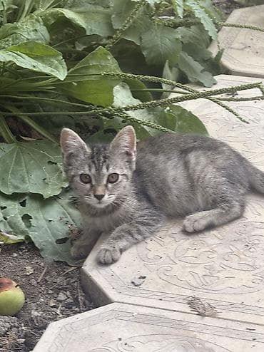 кошке: Котята из одного помёта - Возраст: 4 месяца - Окрас: несколько — 2