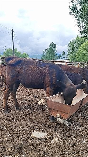 Продаю | Корова (самка), Музоо, торпок | Ангус | Для разведения | После отела