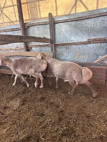 живая: Продаю | Баран (самец) | Для разведения | Осеменитель — 2