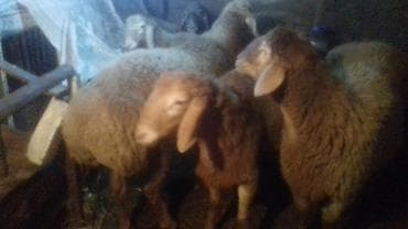 верблюд цена бишкек: Продаю | Баран (самец) | Полукровка | На забой, Для разведения, Для шерсти | Племенные, Осеменитель — 3