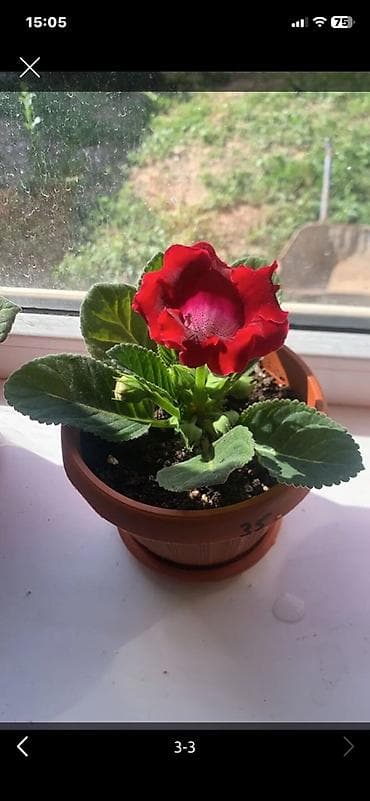 Бөлмө өсүмдүктөрү: Колеус (декоративно-лиственное комнатное растение) в горшке. - Сорт с — 7