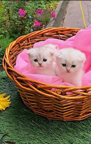 Шотландские котята от красивой пары. Предлагаем для бронирования — 9