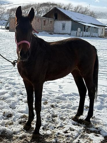 ит мал айдайт: Сатам | Бээ (ургаачы) | Аргын, Англиялык | Көбөйтүү үчүн, Ат спорту | Асыл тукумдуу — 2