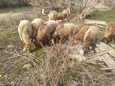 лучший ветеринар бишкек: Продаю | Овца (самка) | Арашан | Для разведения | Племенные — 3