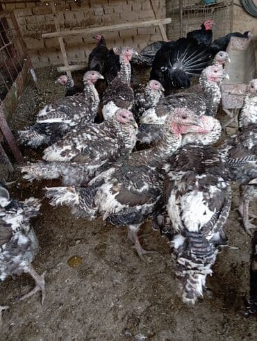 бельгийский бык цена: Индейки (молодняк и взрослые). - Порода/окрас: пятнистые, темные с — 3