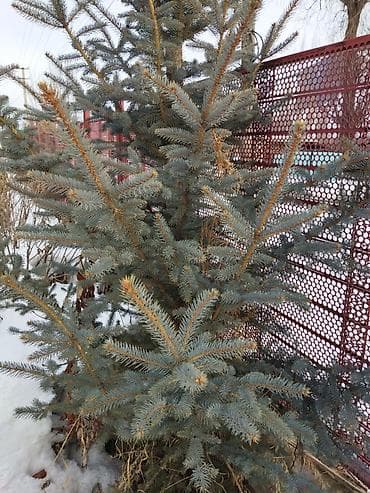 люльки кроватки: Ель колючая (Picea pungens), голубая форма - Декоративная хвойная с — 3