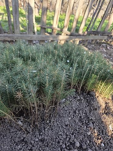 канцтовары оптом бишкек фото: Сеянцы чистой Голубой ели (молодые хвойные саженцы) - Порода: голубая — 2