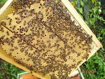 семис бука: Пчелопакеты на рамках - Тип: стандартные пчелопакеты с рамками Дадан — 1