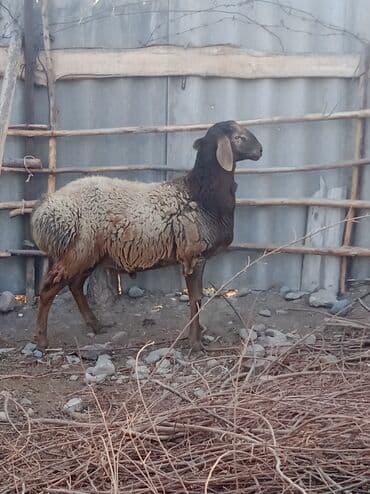 щенок немецкой овчарки купить: Продаю | Баран (самец) | Гиссарская | Для разведения — 5