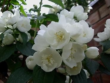 Сирень: Садовые растения - кустарники ( вейгела пестролистная, рябинник — 7