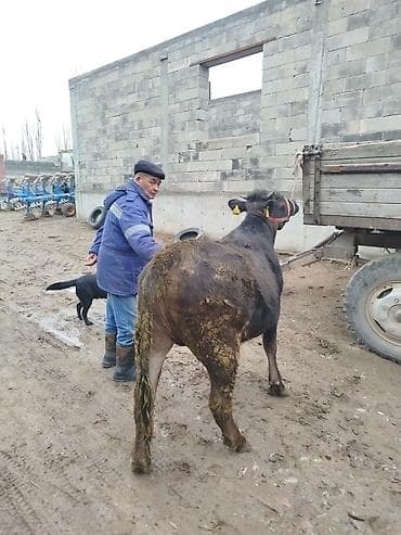 бык абердин ангус: Продаю | Бык (самец) | На откорм | Привязанные — 3