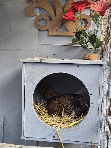 семечки подсолнуха: Инкубационные яйца от декоративной породы кур Сибрайт — 3