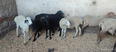 зоомагазин бишкек птицы: Продаю | Баран (самец) | Для разведения | Осеменитель — 4