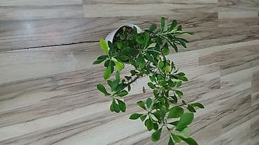 Комнатные растения: Малочай по 500с каждый — 3