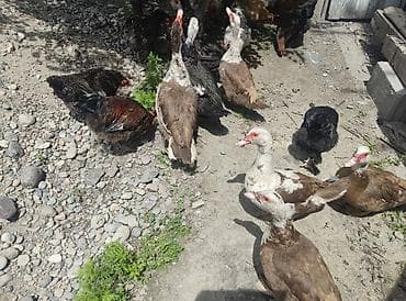 утки муларды: Продаётся семейство молодых индоуток 🦆 6 самок + 1 селезень. Птица — 2