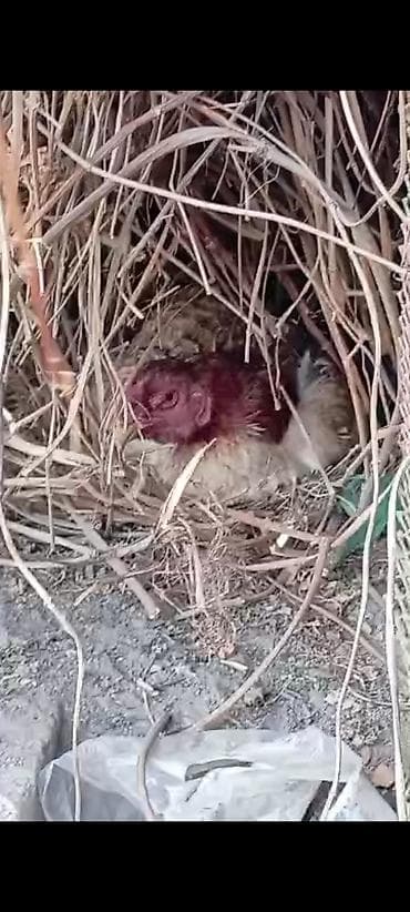 продам мясо: Яйцо бойцовский курей.даканов. линя хороший — 4