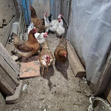 не пригодился: Продаю | Куры | Домашняя — 3