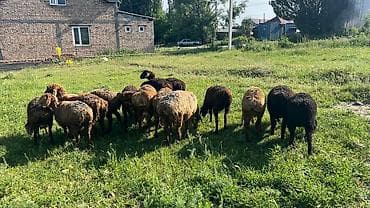 конный завод продажа лошадей: Продаю | Овца (самка) | Для разведения — 2