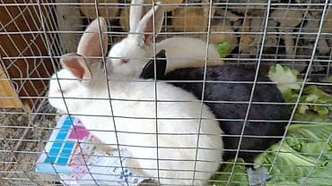 Продаю | Кролик самец | Для разведения