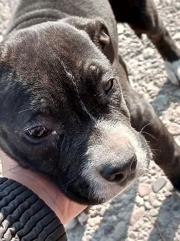 Ит бекер берем: Щенок, ориентировочно амстафф/питбуль тип. Окрас черный с белыми — 2