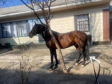 собаки в добрые руки: Продаю | Конь (самец) | Конный спорт — 4