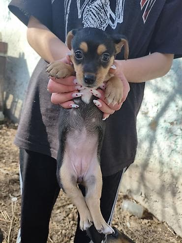 щенки мопса: Отдам в добрые руки щенок девочка полтора месяца. Мама той терьер а — 2